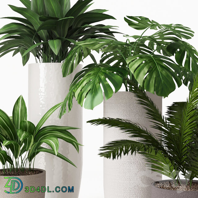 Collection of indoor plants 01