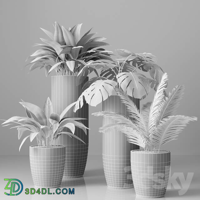 Collection of indoor plants 01