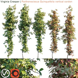 Virginia Creeper vertical cordon 