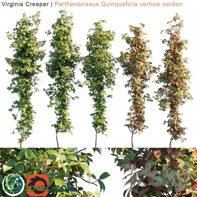 Virginia Creeper vertical cordon