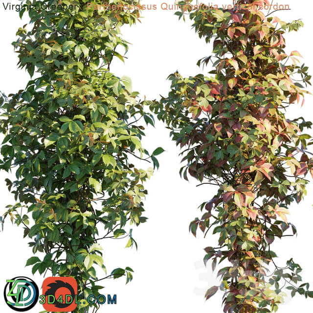 Virginia Creeper vertical cordon