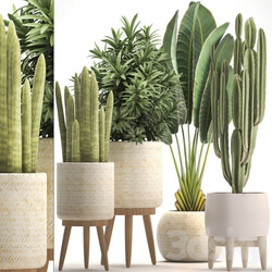 Collection of plants 320. White basket dracaena ravenala banana cereus cactus sansevieria interior indoor Scandinavian style strelitzia 3D Models 