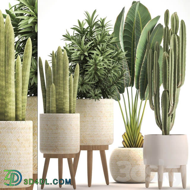 Collection of plants 320. White basket dracaena ravenala banana cereus cactus sansevieria interior indoor Scandinavian style strelitzia 3D Models