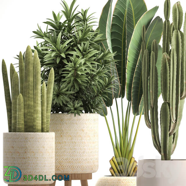 Collection of plants 320. White basket dracaena ravenala banana cereus cactus sansevieria interior indoor Scandinavian style strelitzia 3D Models