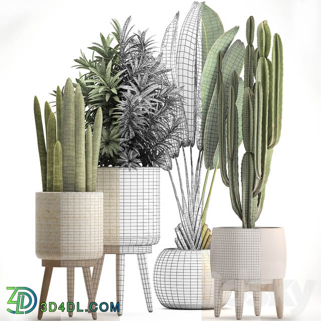 Collection of plants 320. White basket dracaena ravenala banana cereus cactus sansevieria interior indoor Scandinavian style strelitzia 3D Models