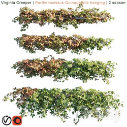 Virginia Creeper Parthenocissus Quinquefolia hanging 2 season 