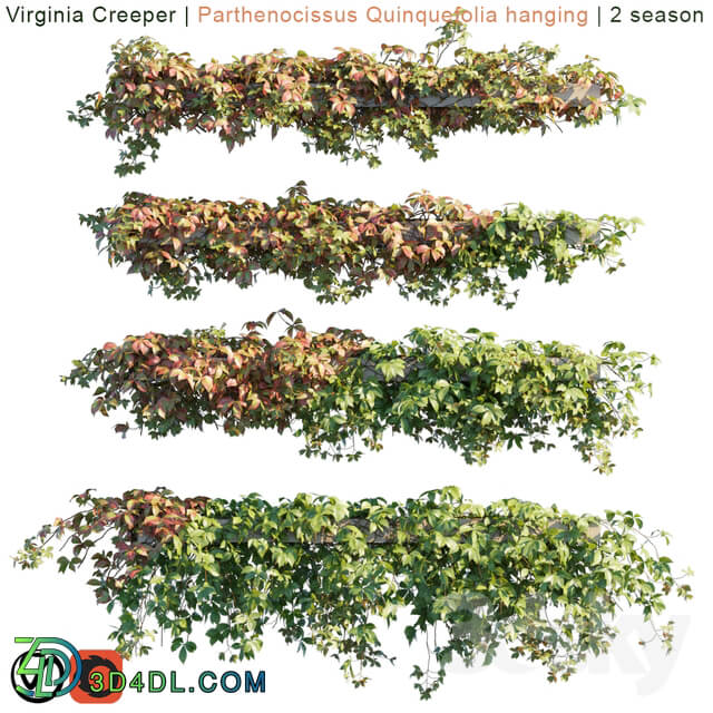 Virginia Creeper Parthenocissus Quinquefolia hanging 2 season