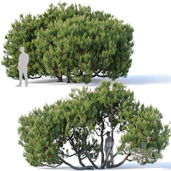 Pinus mugo 3. H380 cm. Five tree modular set 