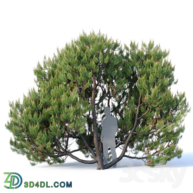 Pinus mugo 3. H380 cm. Five tree modular set