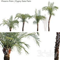 Phoenix Palm Pygmy date palm 