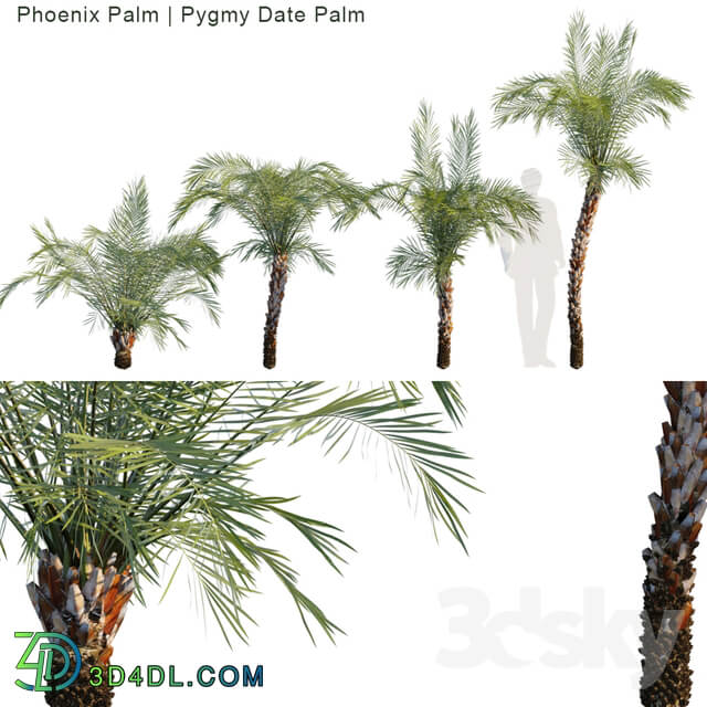 Phoenix Palm Pygmy date palm