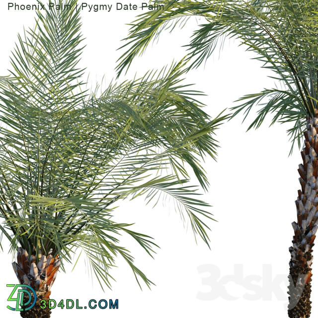 Phoenix Palm Pygmy date palm