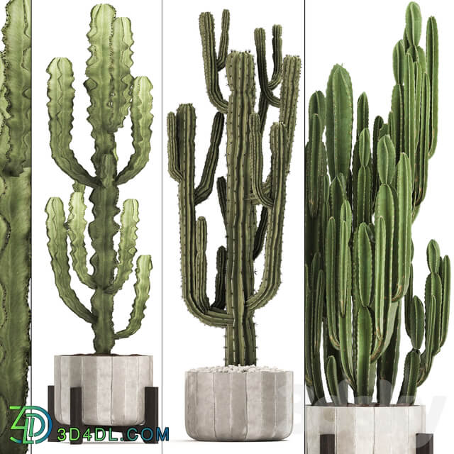 Plant collection 324. concrete flowerpot indoor cactus cereus spurge carnegia interior desert plants outdoor 3D Models