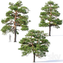 Pinus sylvestris 5 H7 10m Three tree set 