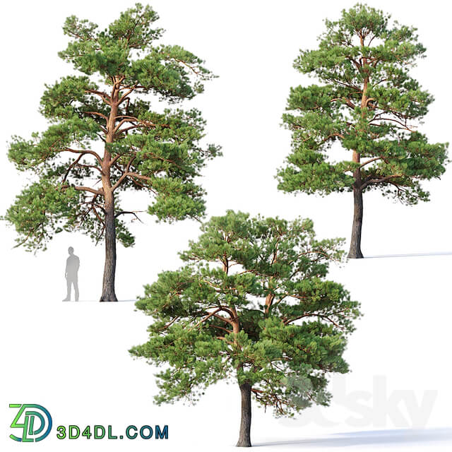 Pinus sylvestris 5 H7 10m Three tree set