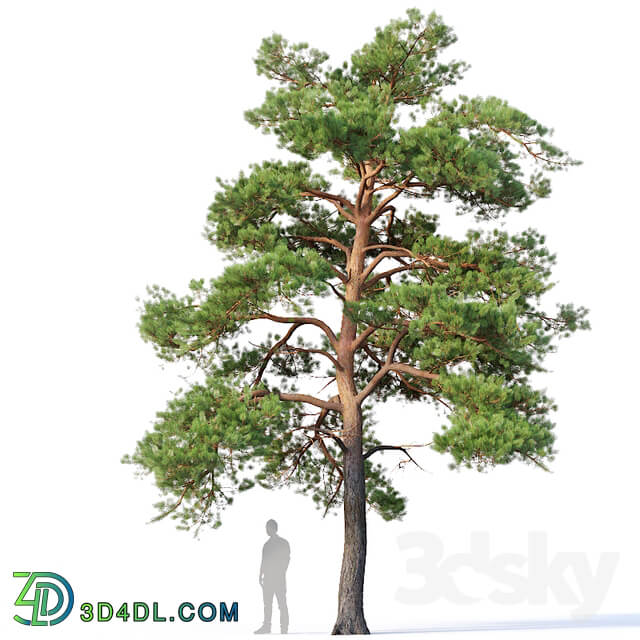 Pinus sylvestris 5 H7 10m Three tree set