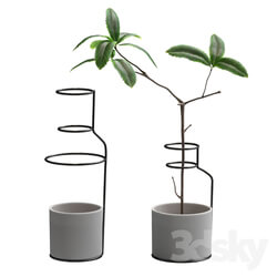 Plant in wire pots 