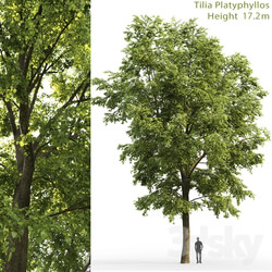 Tilia platyphyllos 3D Models 