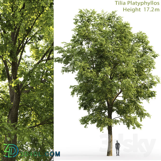 Tilia platyphyllos 3D Models