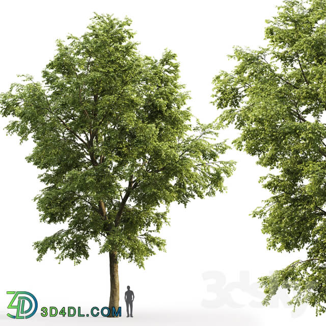 Tilia platyphyllos 3D Models