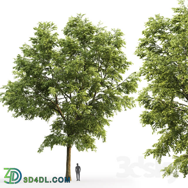 Tilia platyphyllos 3D Models