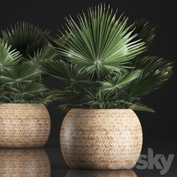 Fan palm in a basket 339. Interior palm tree basket rattan brachea eco design natural decor 3D Models 