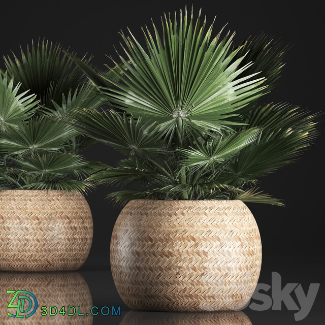 Fan palm in a basket 339. Interior palm tree basket rattan brachea eco design natural decor 3D Models