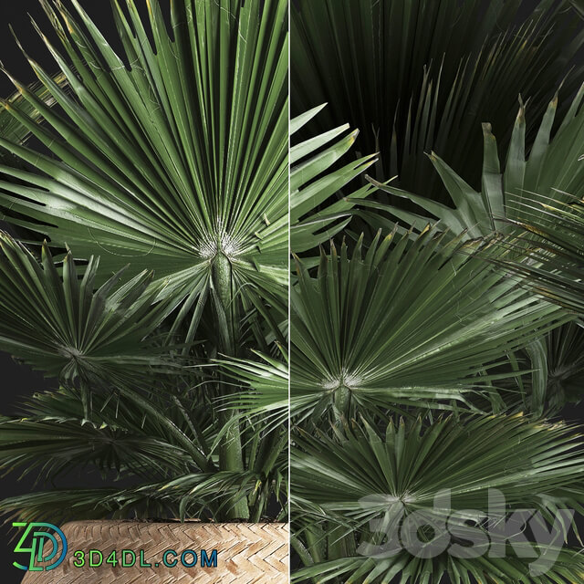 Fan palm in a basket 339. Interior palm tree basket rattan brachea eco design natural decor 3D Models