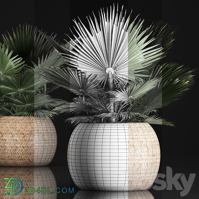 Fan palm in a basket 339. Interior palm tree basket rattan brachea eco design natural decor 3D Models