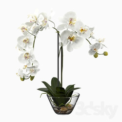 Phalaenopsis Silk White Orchid in Glass Vase 