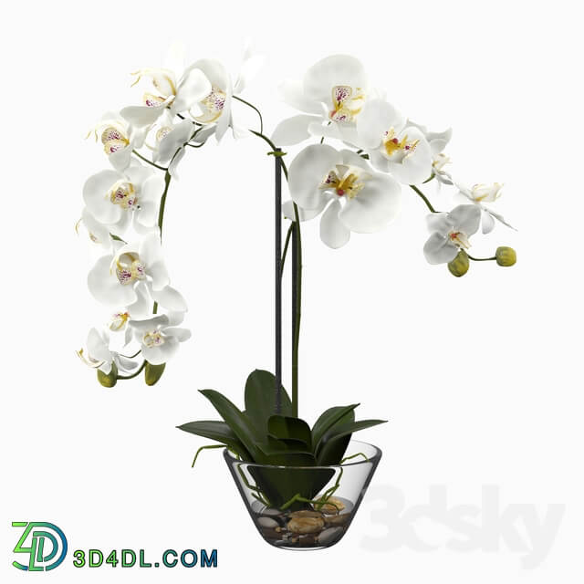 Phalaenopsis Silk White Orchid in Glass Vase