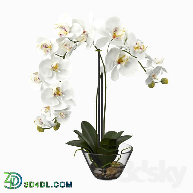 Phalaenopsis Silk White Orchid in Glass Vase