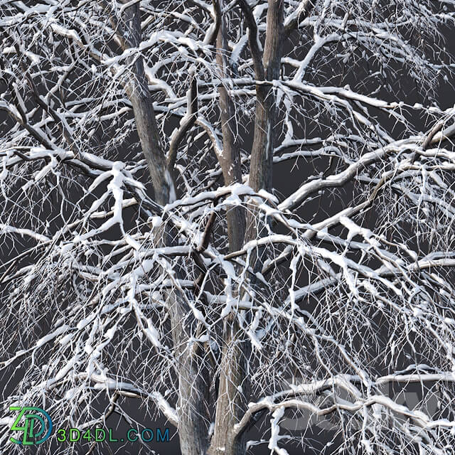 Tilia europaea 7. H11 14m. Three winter tree set