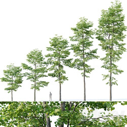 Tilia europaea 8. H7 19m. Five forest trees 3D Models 