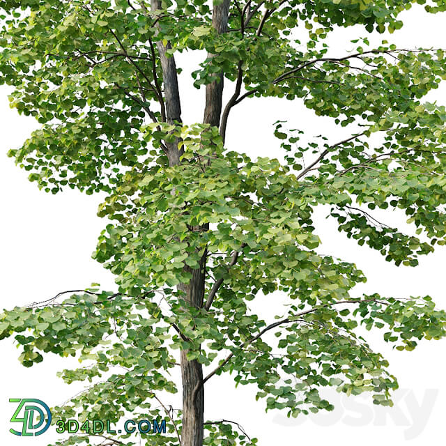 Tilia europaea 8. H7 19m. Five forest trees 3D Models