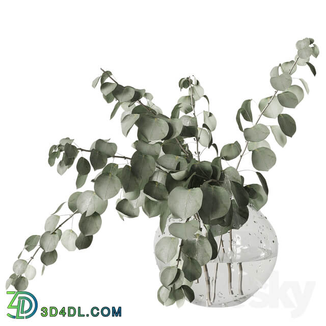 Eucalyptus bouquet