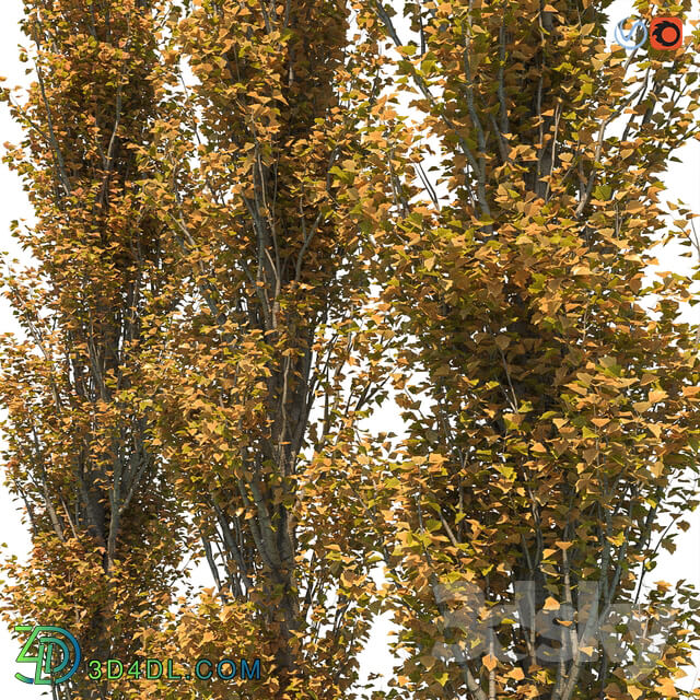 Poplar Pyramidal 15m Autumn