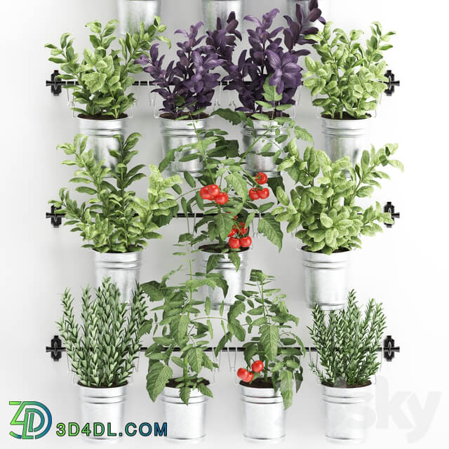 Vertical gardening. 33. Kitchen garden vegetable garden vegetables herbs tomatoes rosemary basil railing phytowall phytomodule Fitowall 3D Models