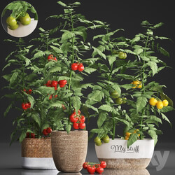 Plant Collection 385. Tomato. 3D Models 
