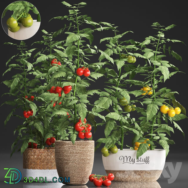Plant Collection 385. Tomato. 3D Models