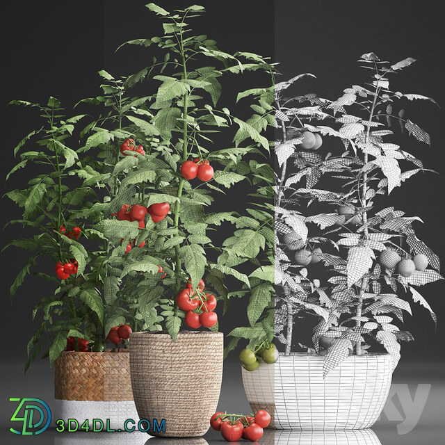 Plant Collection 385. Tomato. 3D Models