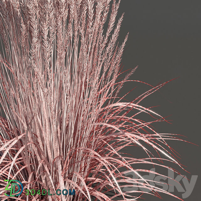 Feather Reed Calamagrostis acutiflora Low