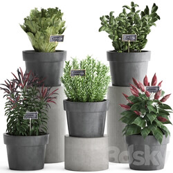 A collection of plants 391. Greens for the kitchen. Greenery for kitchen kitchen garden kitchen garden rosemary pepper herbs vegetables eco design lettuce pots 3D Models 