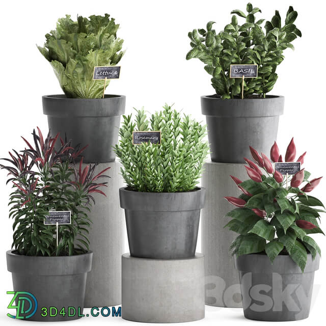 A collection of plants 391. Greens for the kitchen. Greenery for kitchen kitchen garden kitchen garden rosemary pepper herbs vegetables eco design lettuce pots 3D Models