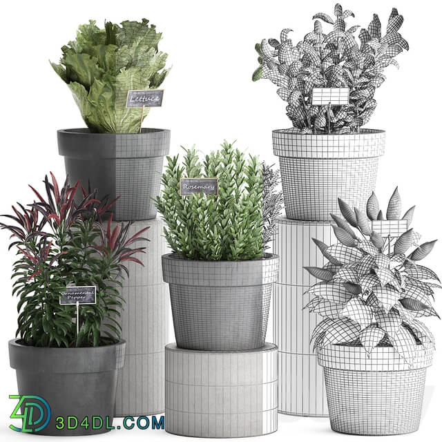 A collection of plants 391. Greens for the kitchen. Greenery for kitchen kitchen garden kitchen garden rosemary pepper herbs vegetables eco design lettuce pots 3D Models