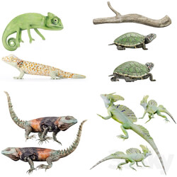 Reptile Collection set 