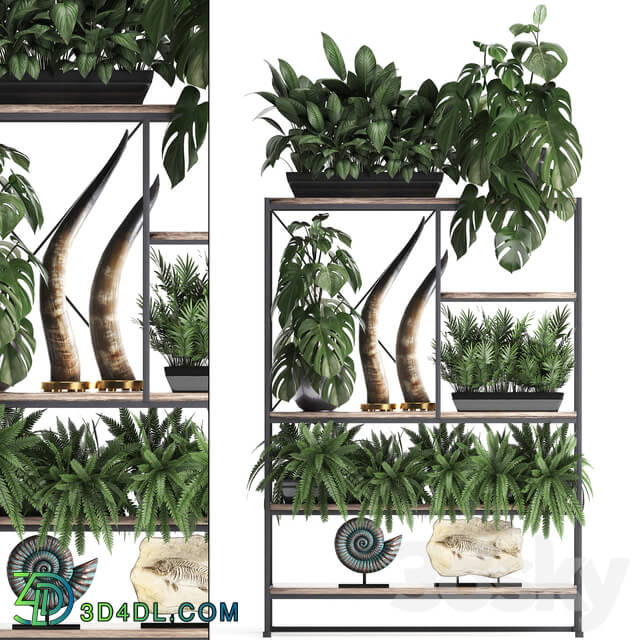 Decorative set. 10 Shelf with flowers monstera fern tusk ammonite indoor plants phytomodule phytowall landscaping 3D Models