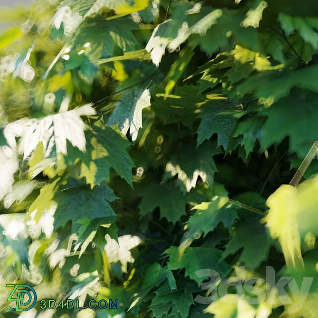 Maple acutifoliate Globosum Acer platanoides Globosum 