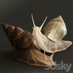 Snails 