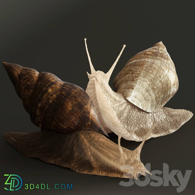 Snails